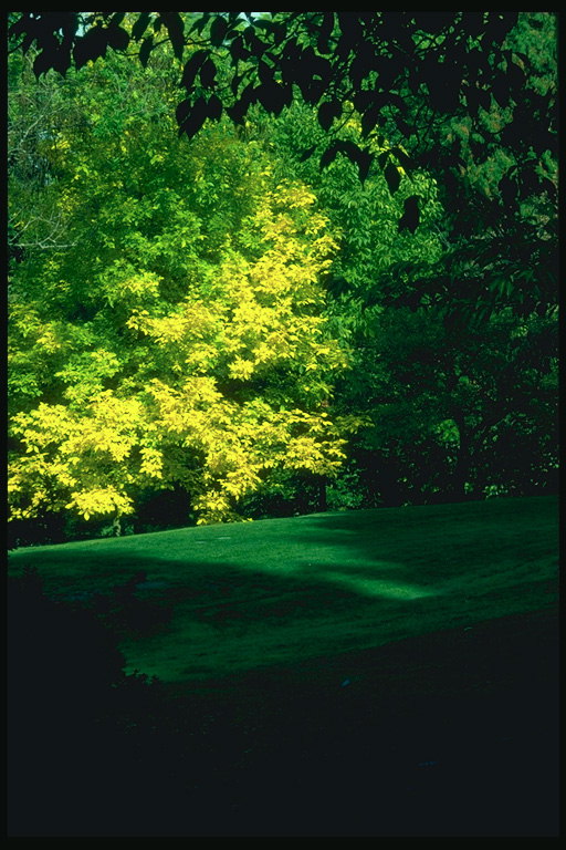 पार्क. साथ साथ मौजूदगी पीले और हरे पत्तों का