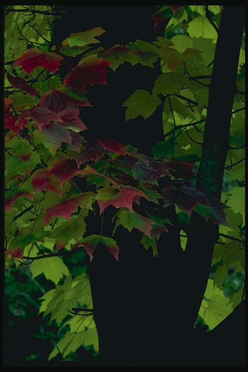 Maple avec la lumière verte des feuilles et cadre rouge
