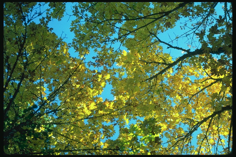 Blau cel a través de fulles grogues