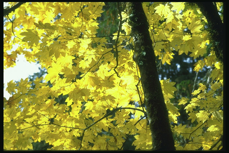 Bright žluté listy