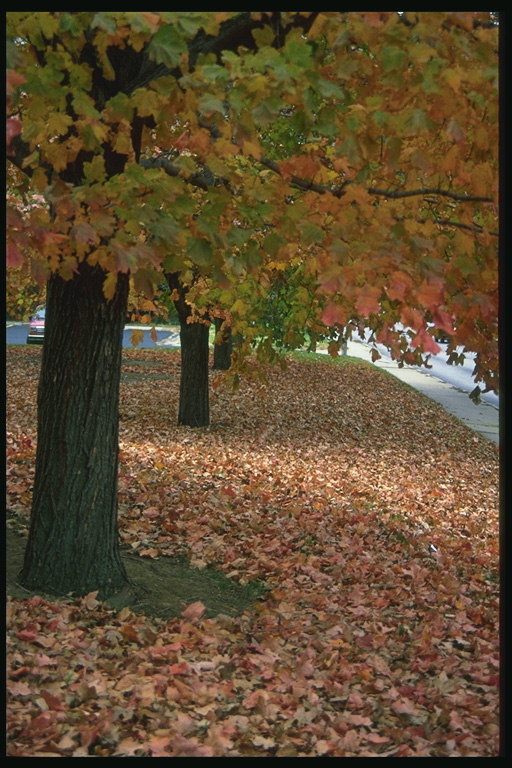 카펫 노란 나뭇잎의 바닥에