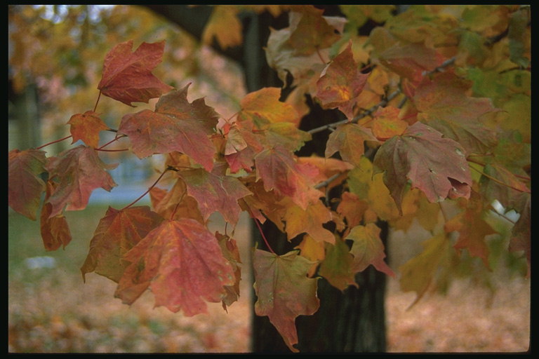 O ramo de folhas de outono