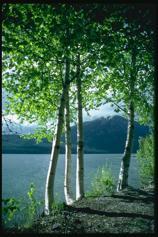 Birches nel fiume