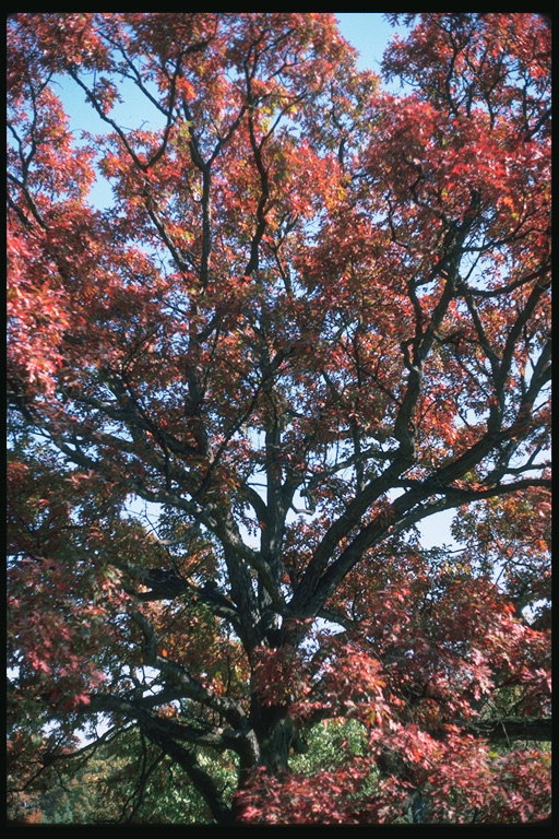 Осень. Бурые кроны деревьев