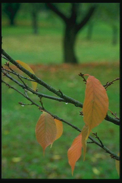 Amarela follas en ramos finos, despois da choiva