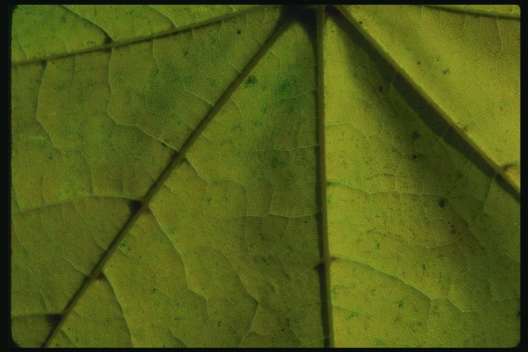 Fragment ahorn blade gullige farve