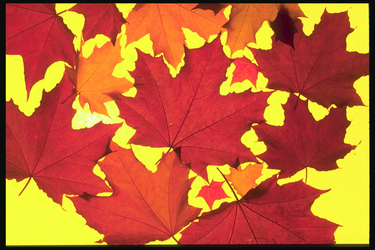 A composición con chama vermella-maple follas