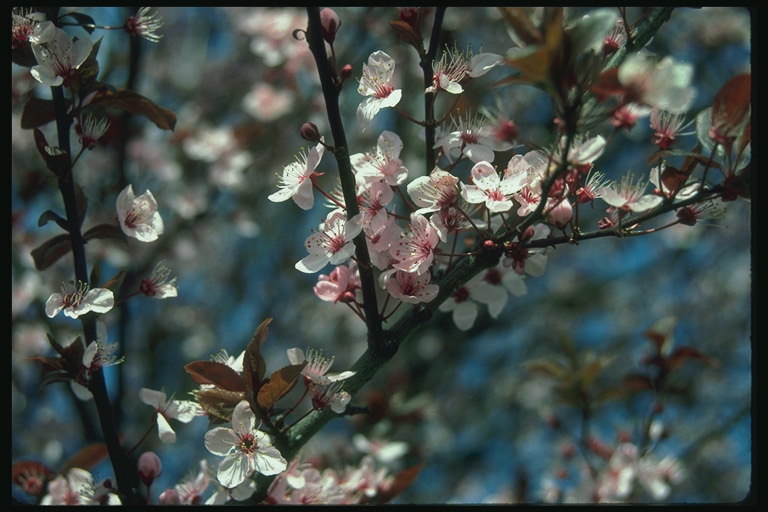 The branch of cherries in bloom