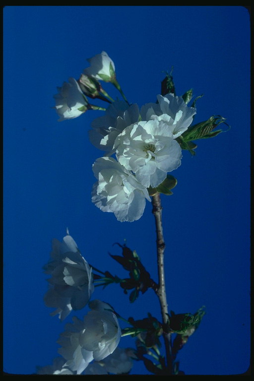 Jasmine blommor