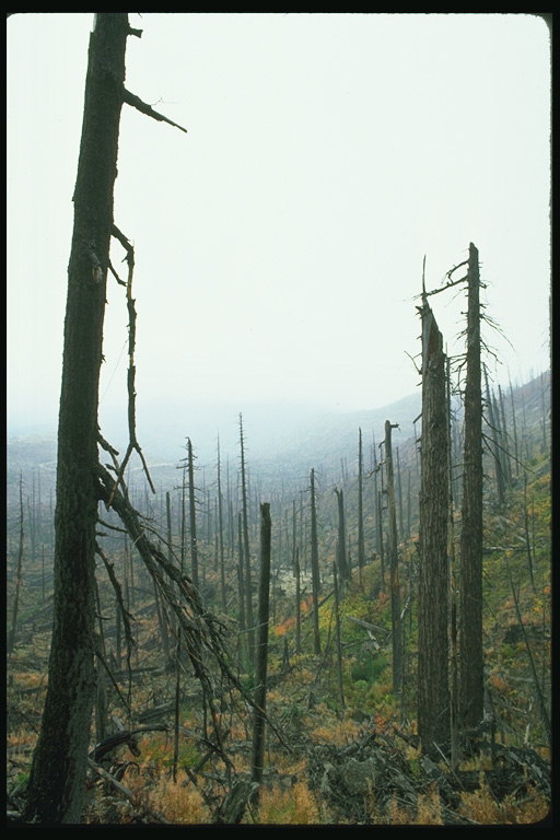 Tørre trær. Skog etter brann