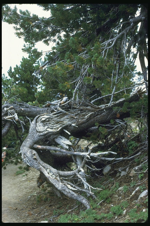 Конфігурація з коренів дерев