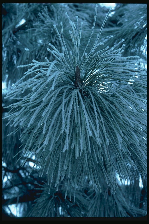 Conifer blau färben
