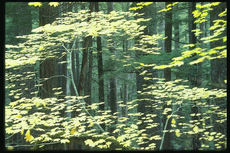 Sottile ramo di acero con foglie giallo sullo sfondo della foresta