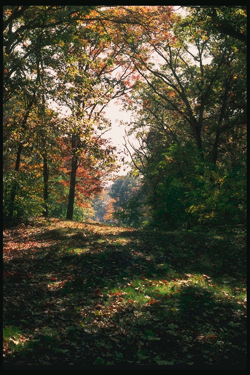 秋の森の影