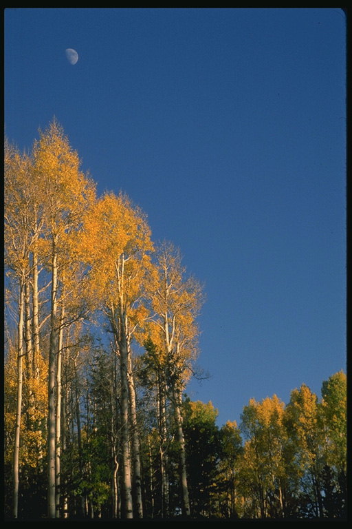 Birches शरद ऋतु में. नीला आकाश