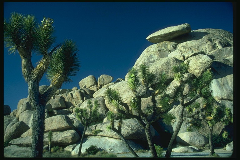 Nadelbäume vor dem Hintergrund der Stein Ausbuchtung