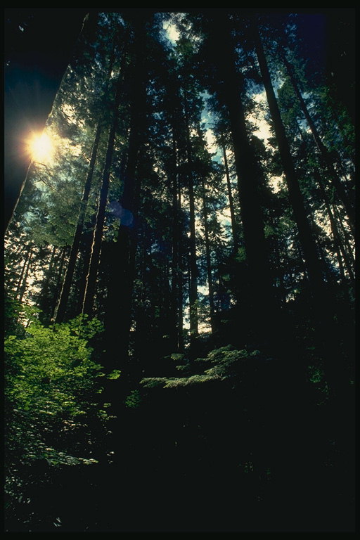 Zalazak sunca u šumi
