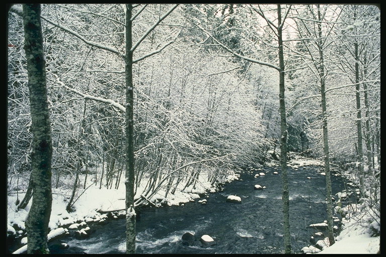 Musim dingin. Sungai cepat di antara batu dan pohon