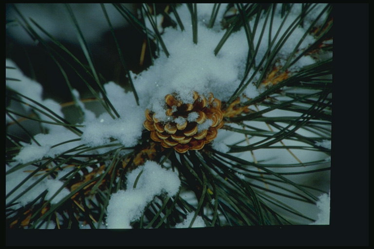 Borovicová šiška a pobočky ve sněhu