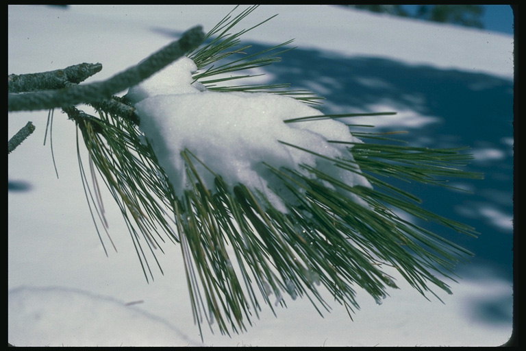 Snø på grenene til en pine