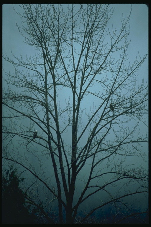 雾。 鸟儿在光秃的树枝