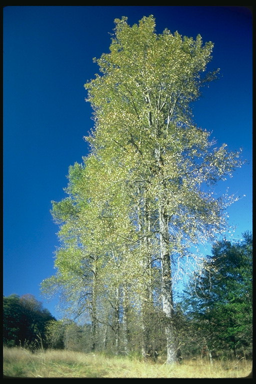 Birches. Blue langit