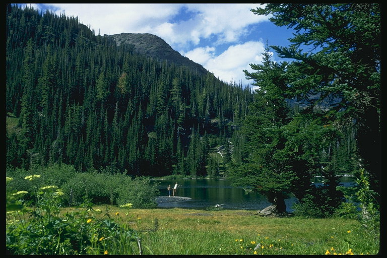 Lake. Mt. Květiny a stromy