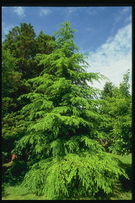 Spruce màu xanh lá cây và fluffy