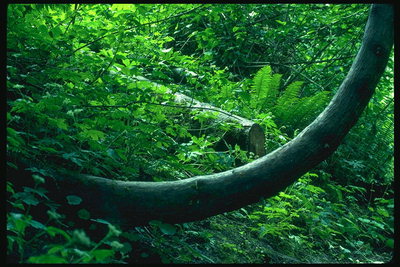 Uốn gỗ màu xanh lá cây và cỏ