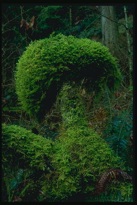 Mangfoldet i Moss