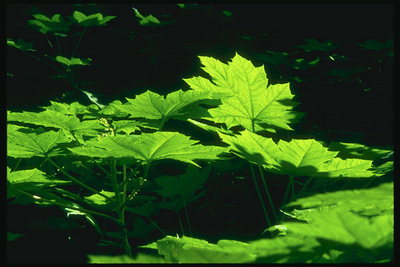 Young maple leaves
