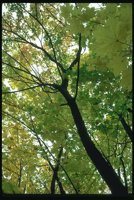 Luz verde follas nos ramos