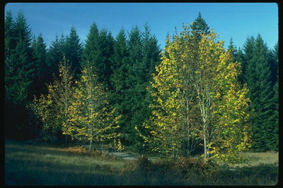 Zlatna breza na pozadini zimzelena stabla