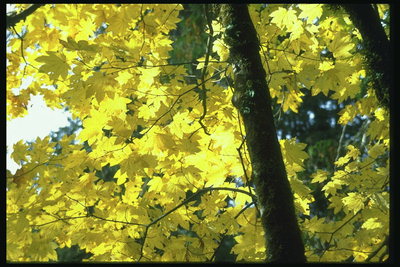Parlak sarı yapraklar