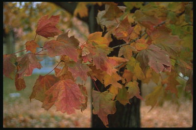 Il ramo di foglie di autunno