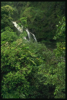 Falls yeşil ağaçlar arasında