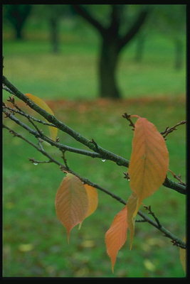 노란색 얇은 나뭇가지에 비 후 나뭇잎
