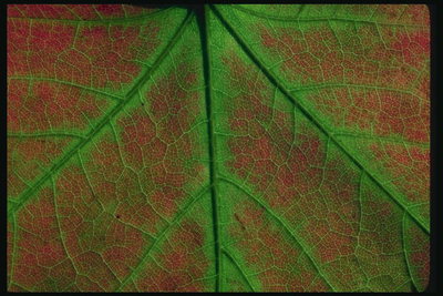 Fragment javorovým listom červenej farby so zeleným nervate