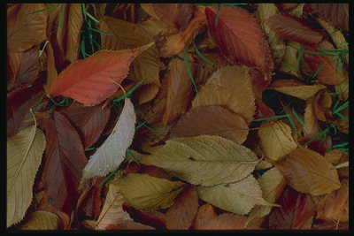Autumn song. Fallen leaves