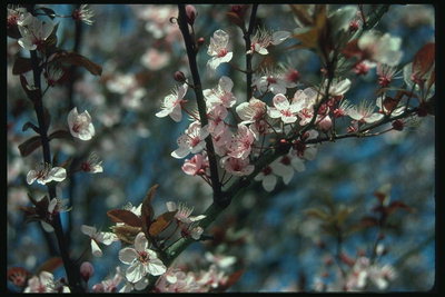La rama de las cerezas en flor