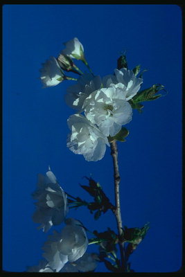 Jasmine fleurs