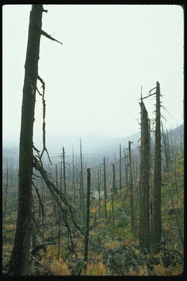 Sausi medžių. Miškas po gaisro