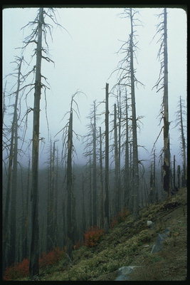 Die dunklen Bäume im Dunst der Nebel