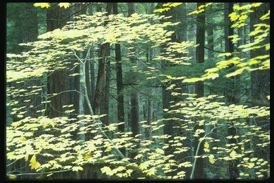 Thin kļavu filiāle ar dzeltenām lapām fona meža