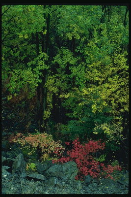 Flowers among the trees