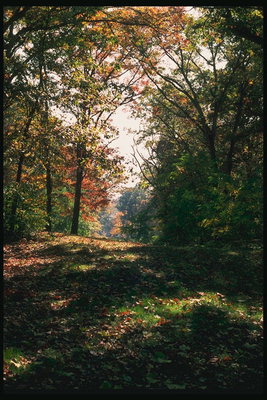 Shadow of hösten skogen