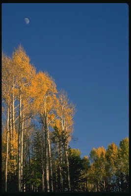Birches sonbaharda. Mavi gökyüzü
