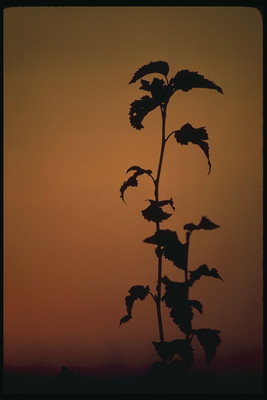 Crna silueta jednog biljka na narančastom pozadinom
