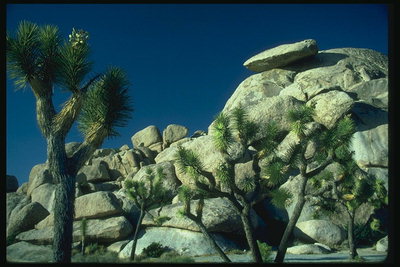 Coniferous cây chống lại các backdrop của đá bulge