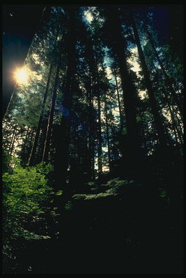 غروب الشمس في الغابة